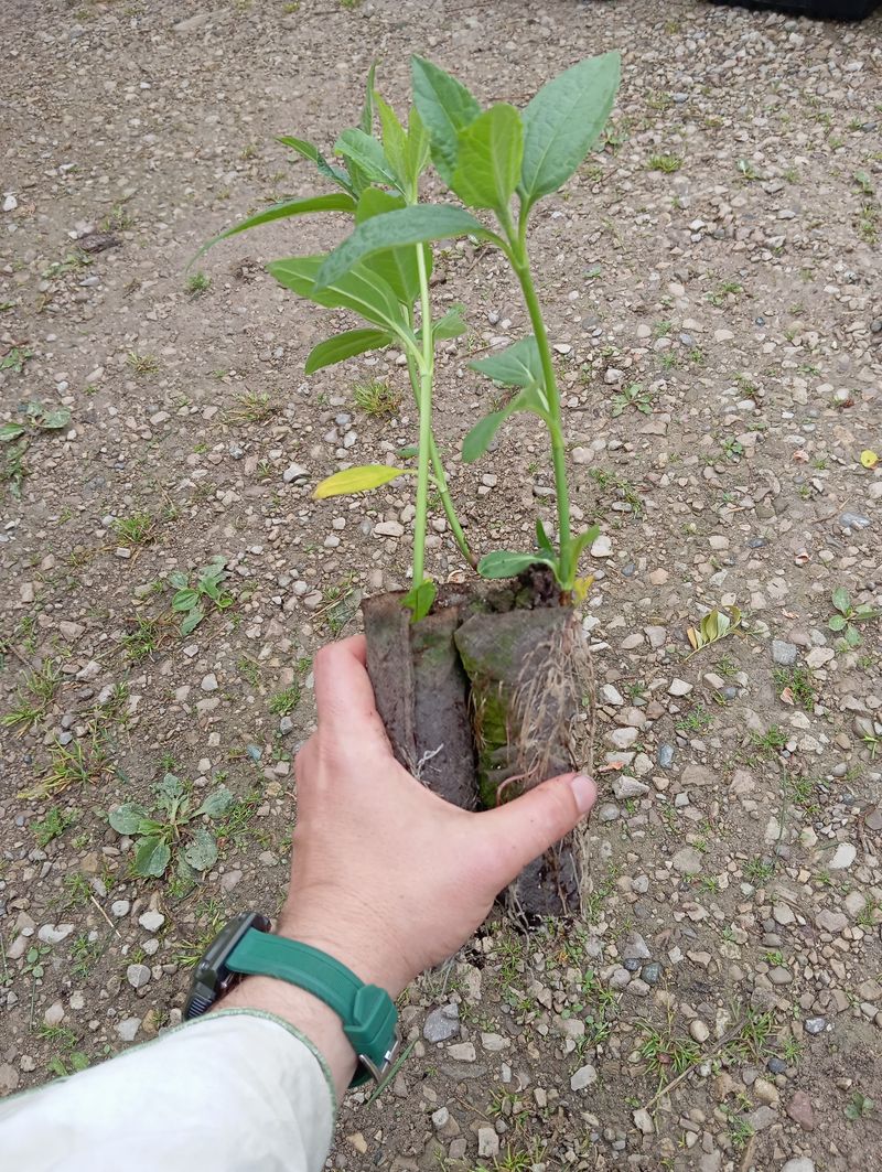 Helianthus tuberosum